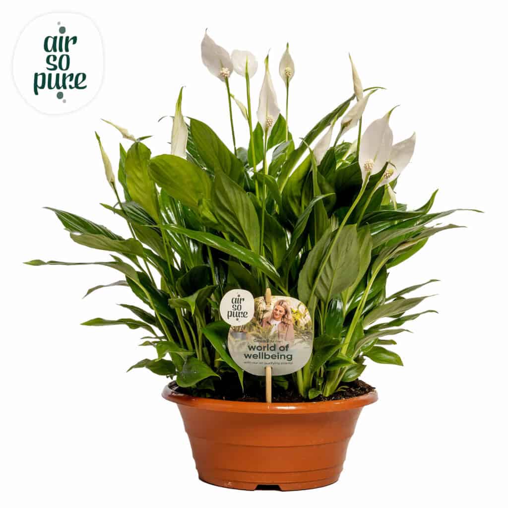 Air So Pure Spathiphyllum Bellini potmaat 23cm