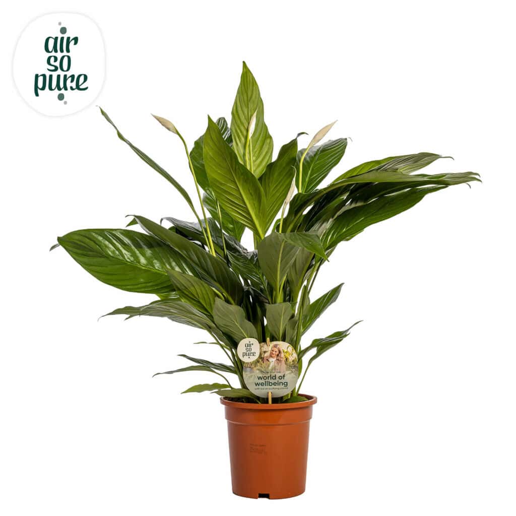 Air So Pure Spathiphyllum Bingo Cupido potmaat 19cm