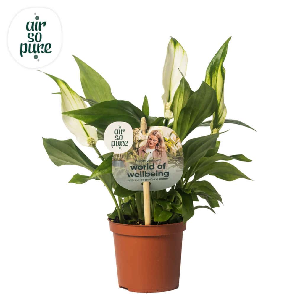 Air So Pure Spathiphyllum Pearl Cupido potmaat 7cm