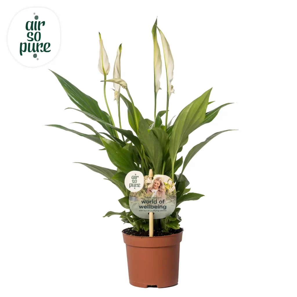 Air So Pure Spathiphyllum Pearl Cupido potmaat 9cm