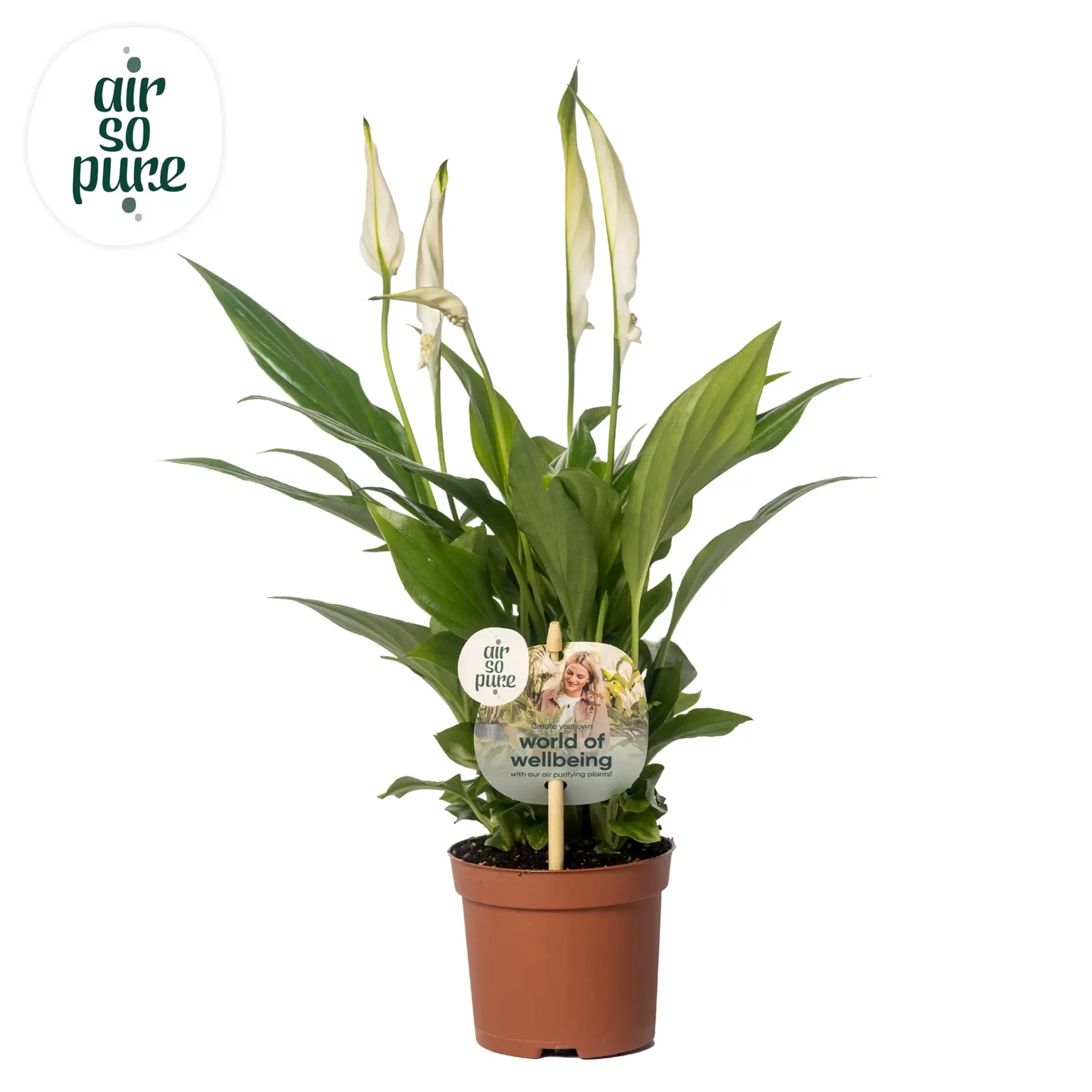 Air So Pure Spathiphyllum Pearl Cupido potmaat 9cm