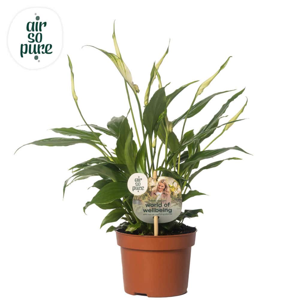 Air So Pure Spathiphyllum Rondo potmaat 10cm