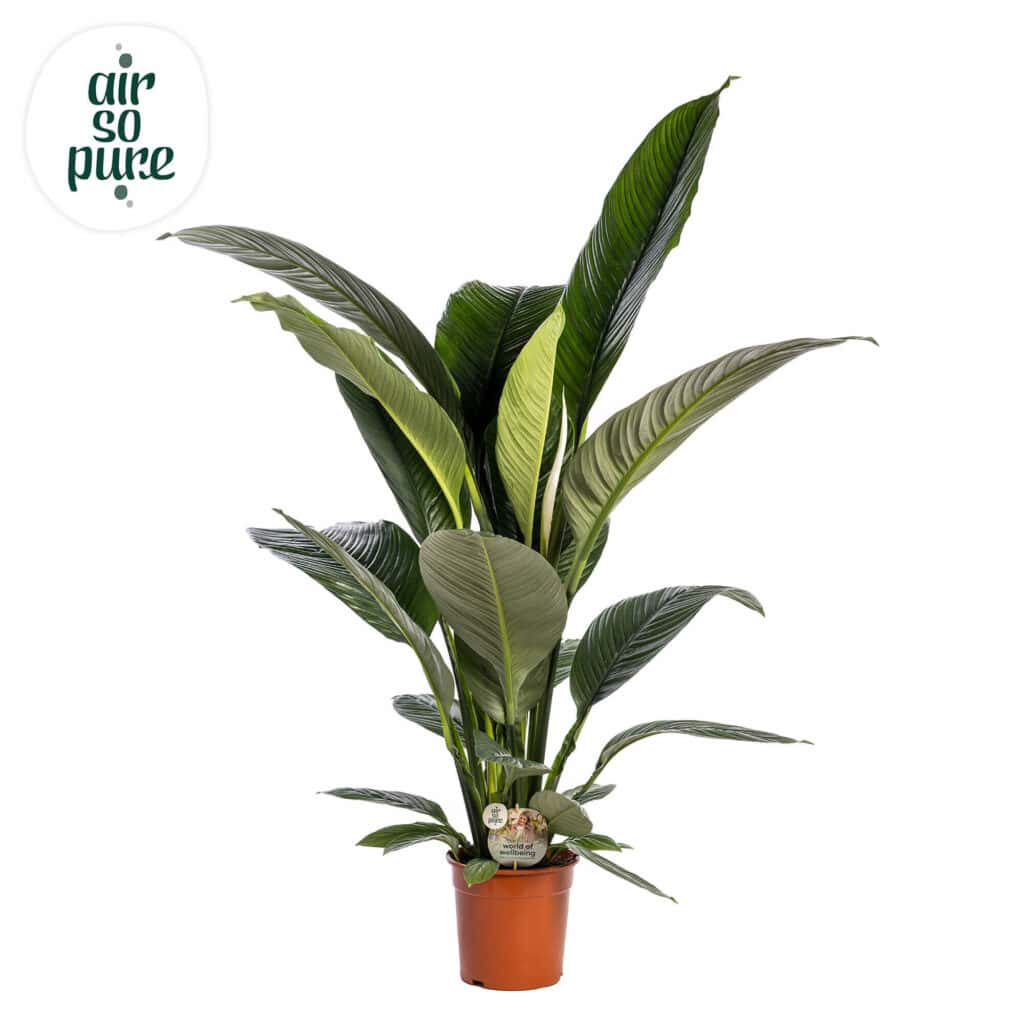 Air So Pure Spathiphyllum Sensation potmaat 24cm