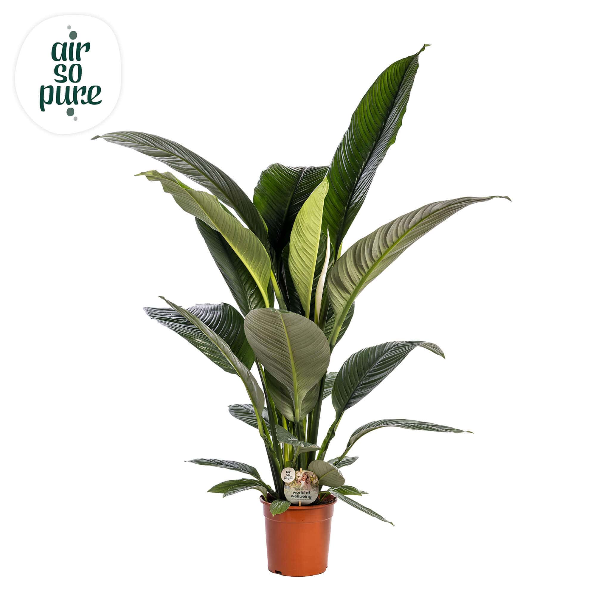 Spathy Spathiphyllum Sensation • Air So Pure