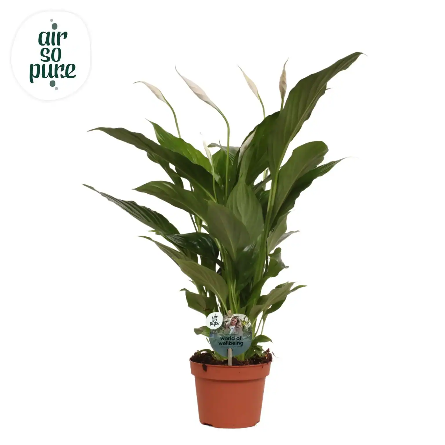 Air So Pure Spathiphyllum Strauss 13cm