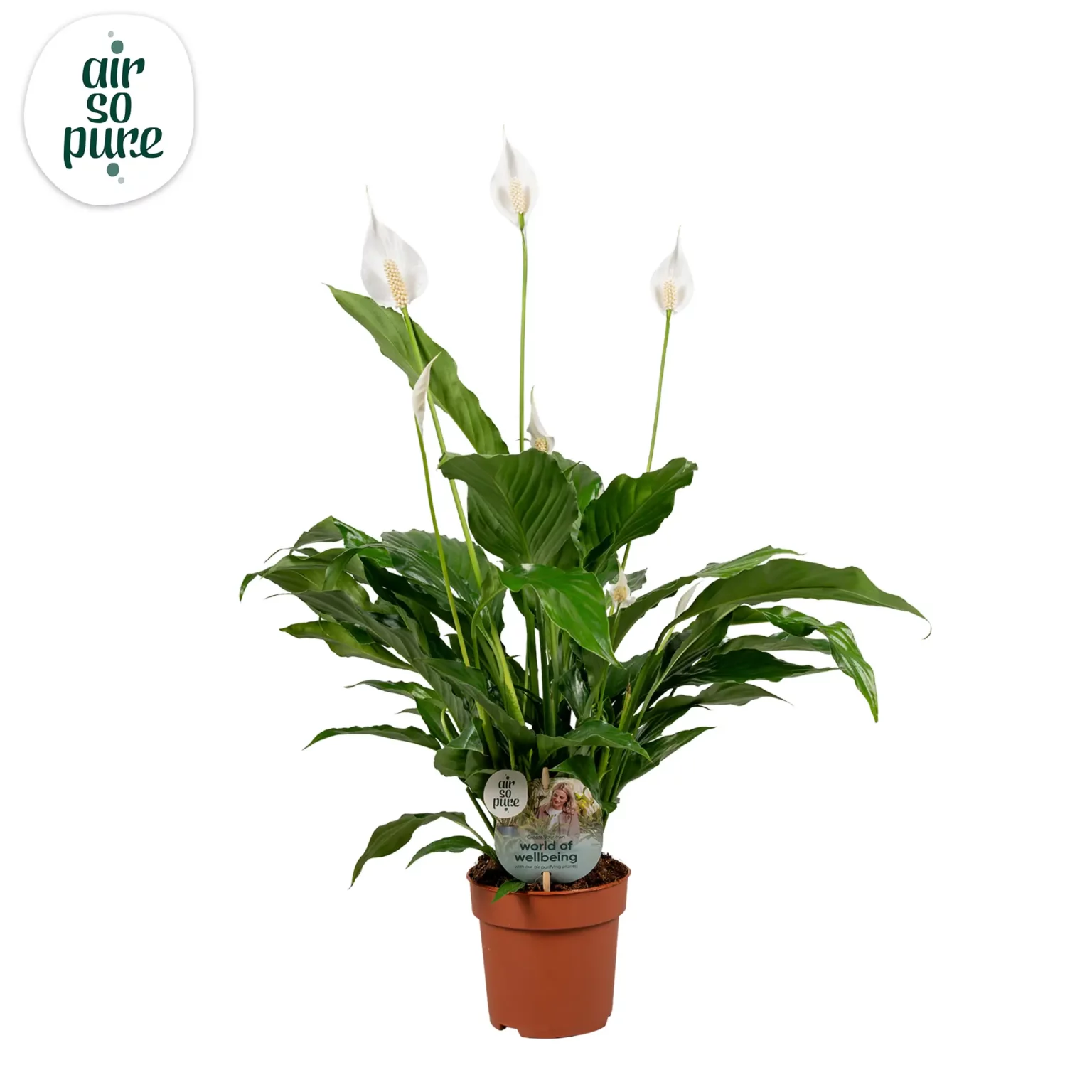 Air So Pure Spathiphyllum Sweet Chico p13