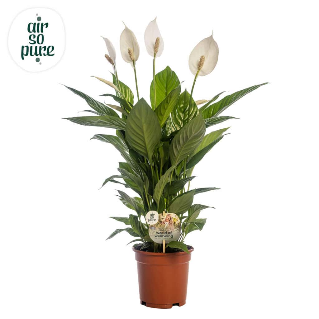 Air So Pure Spathiphyllum Sweet Lauretta potmaat 19cm