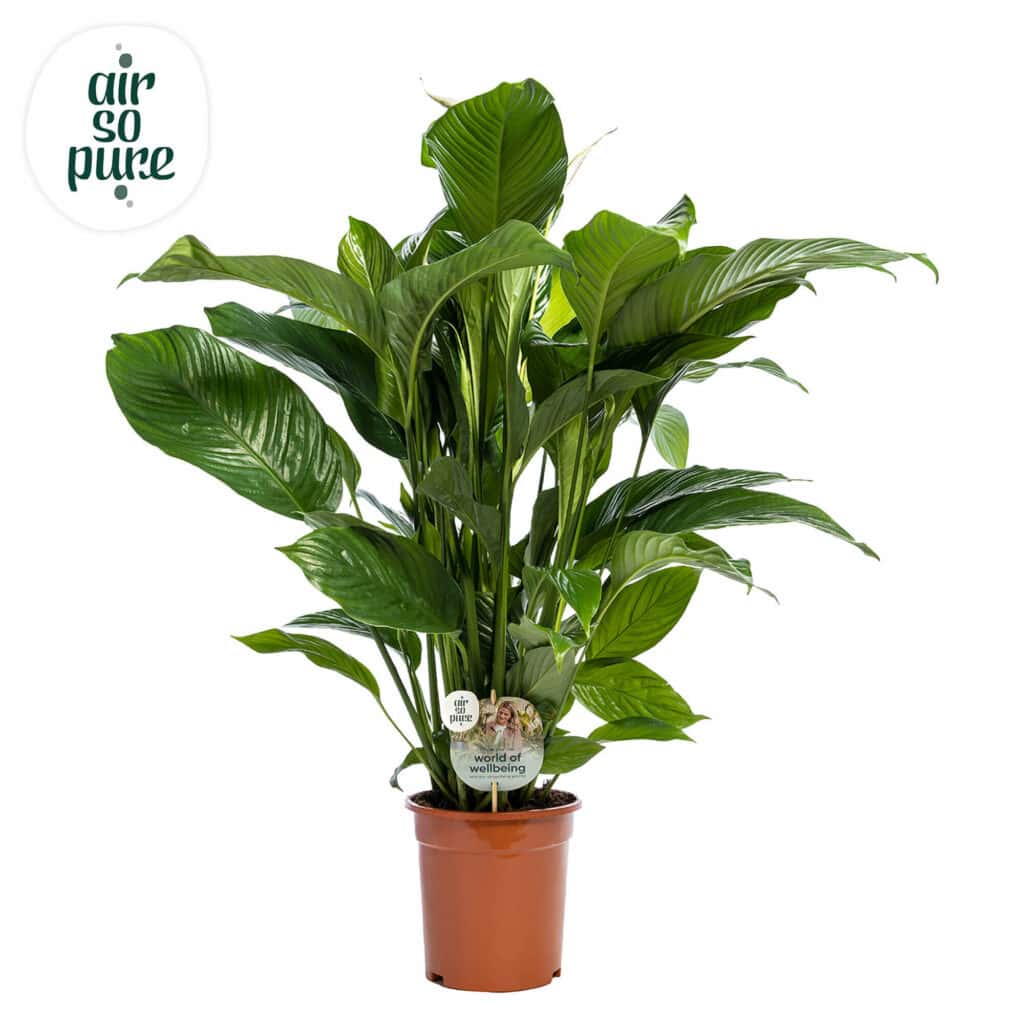 Air So Pure Spathiphyllum Sweet Lauretta potmaat 21cm