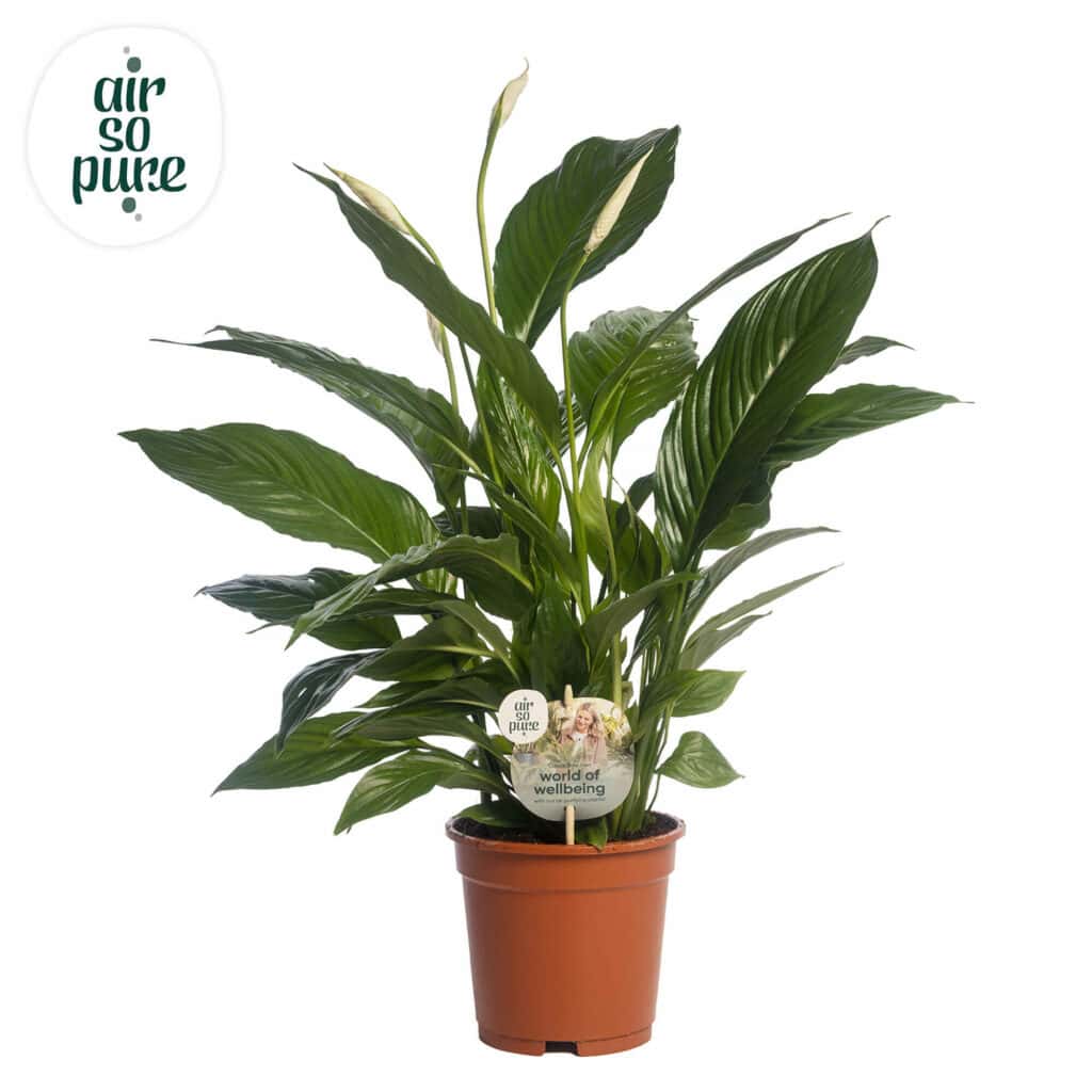 Air So Pure Spathiphyllum Vivaldi potmaat 17cm