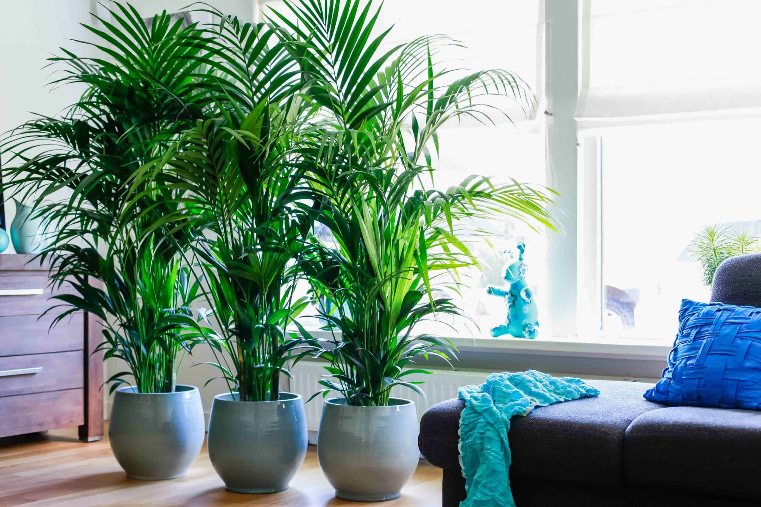 Kentia Palm