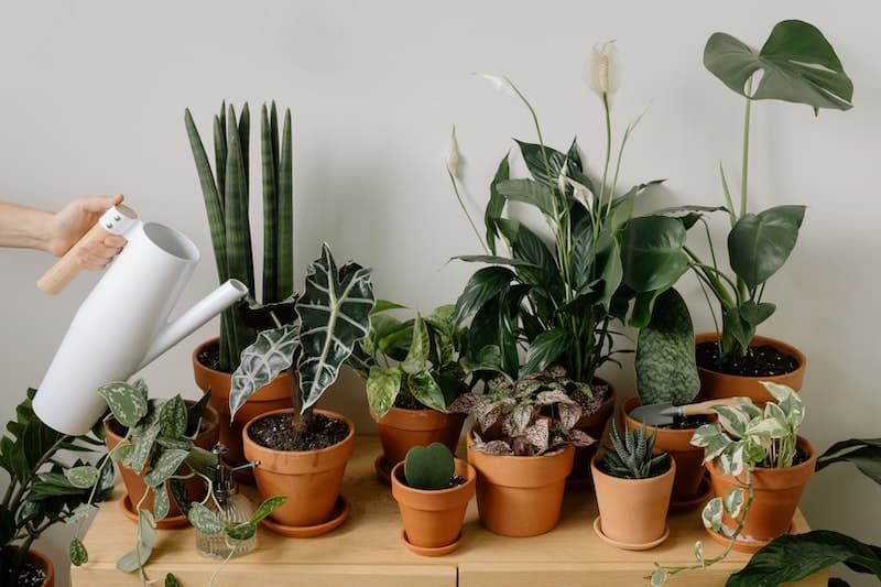 Luchtzuiverende planten verzorgen