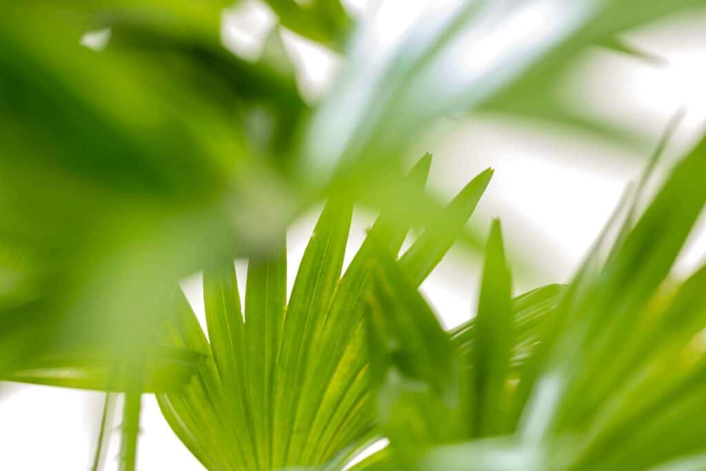 Livistona closeup