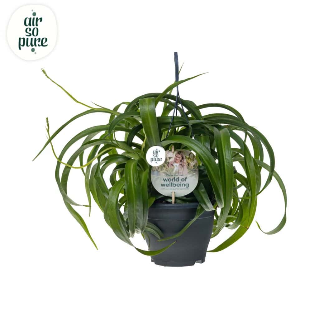 Air So Pure Chlorophytum Green Bonnie hangpot 19cm
