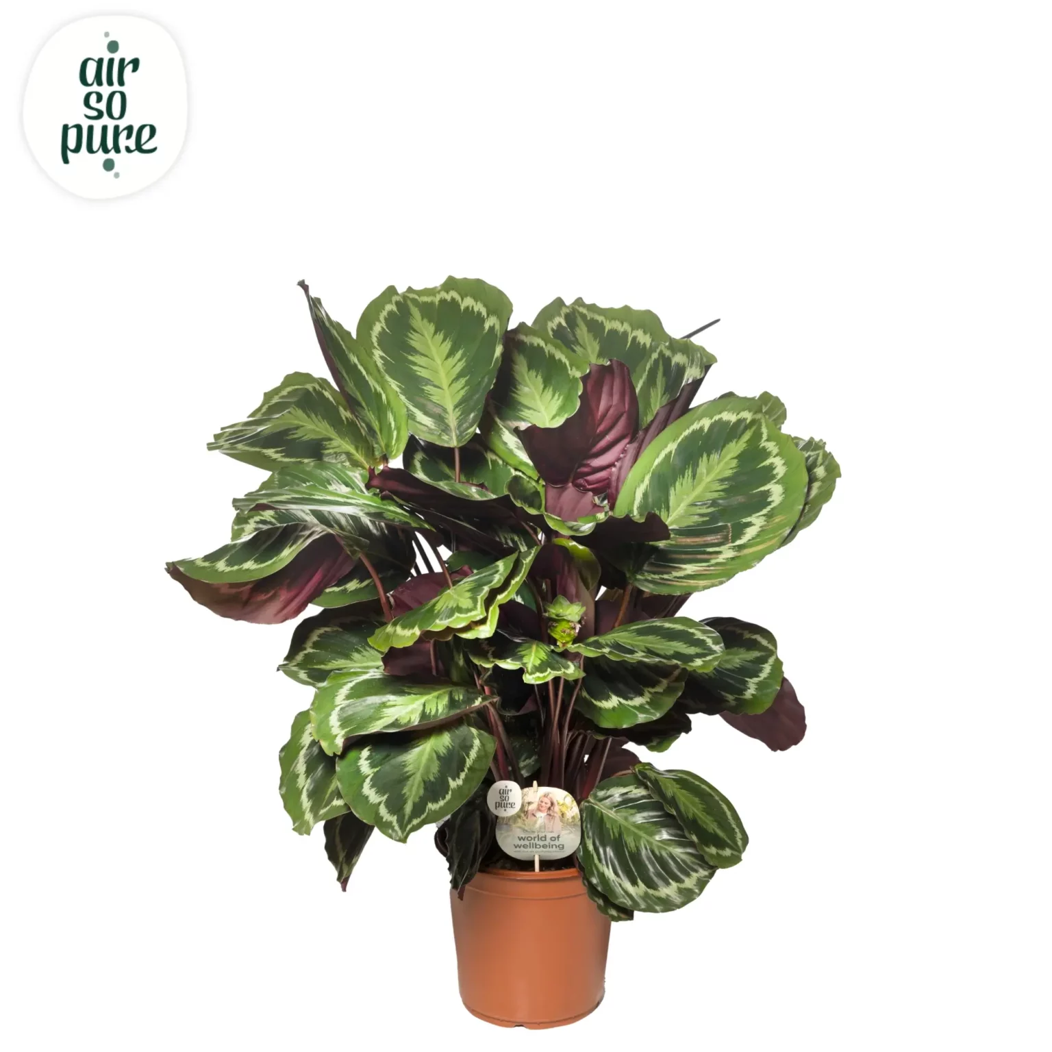 Air So Pure Calathea Medallion p24