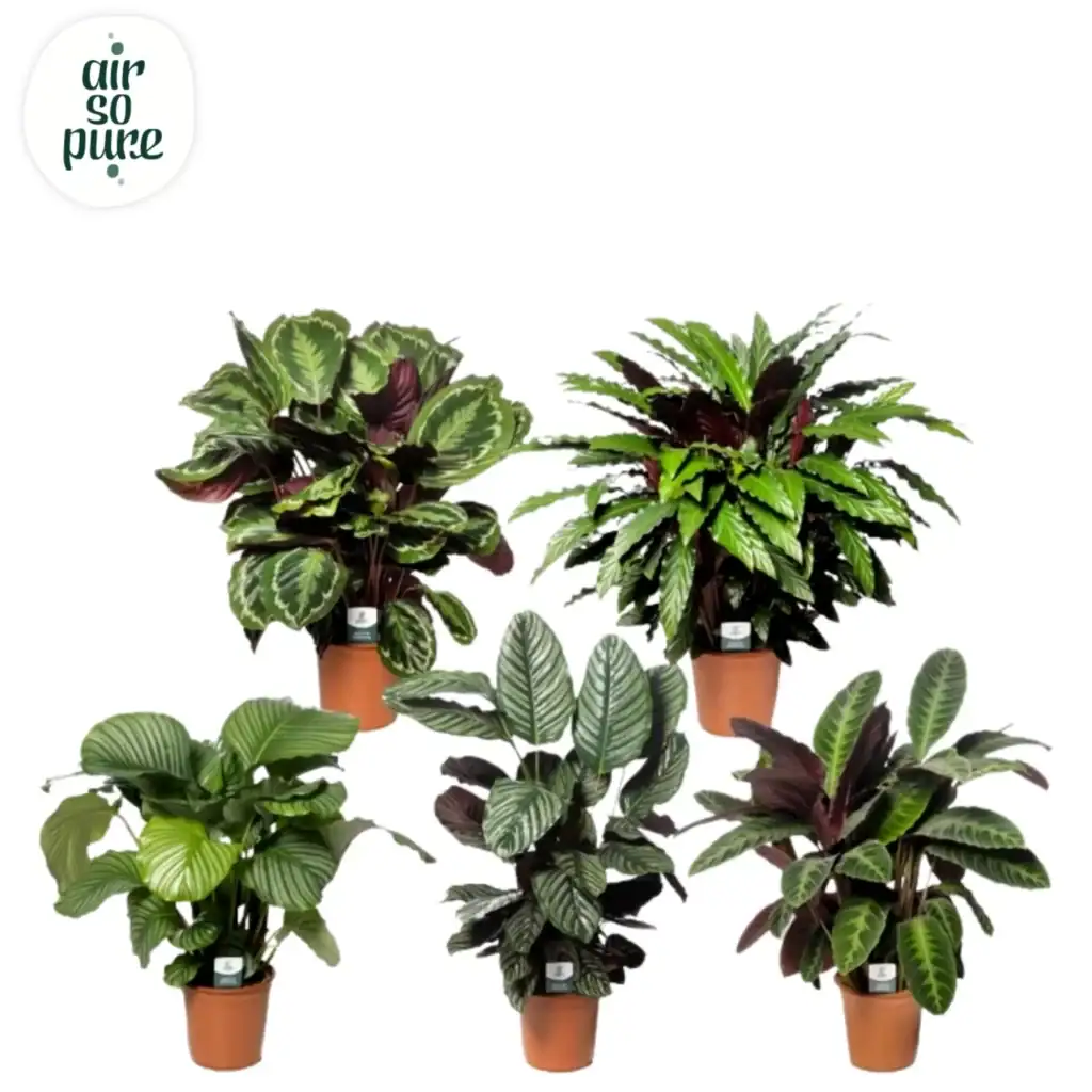 Air So Pure Calathea Mix p24