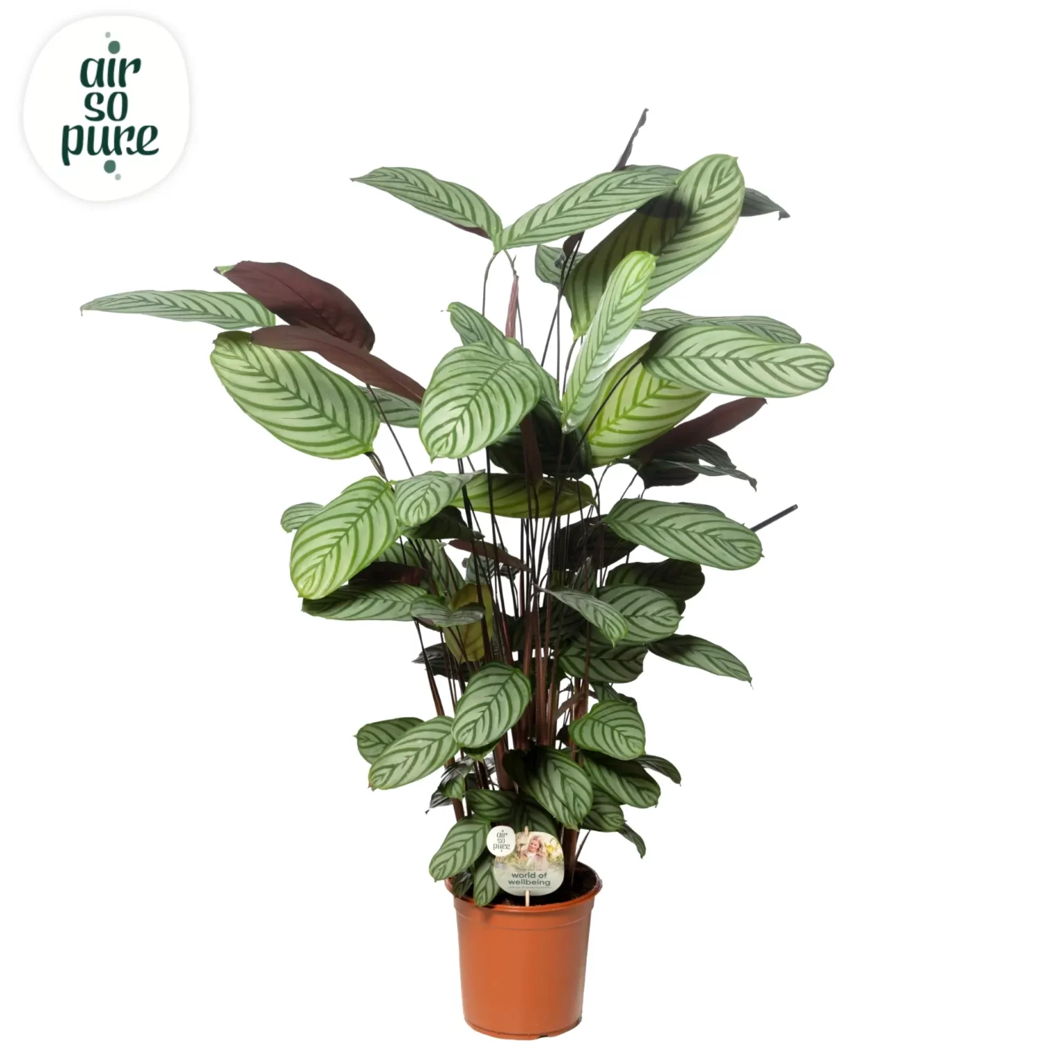 Air So Pure Calathea Oppenheimiana p24