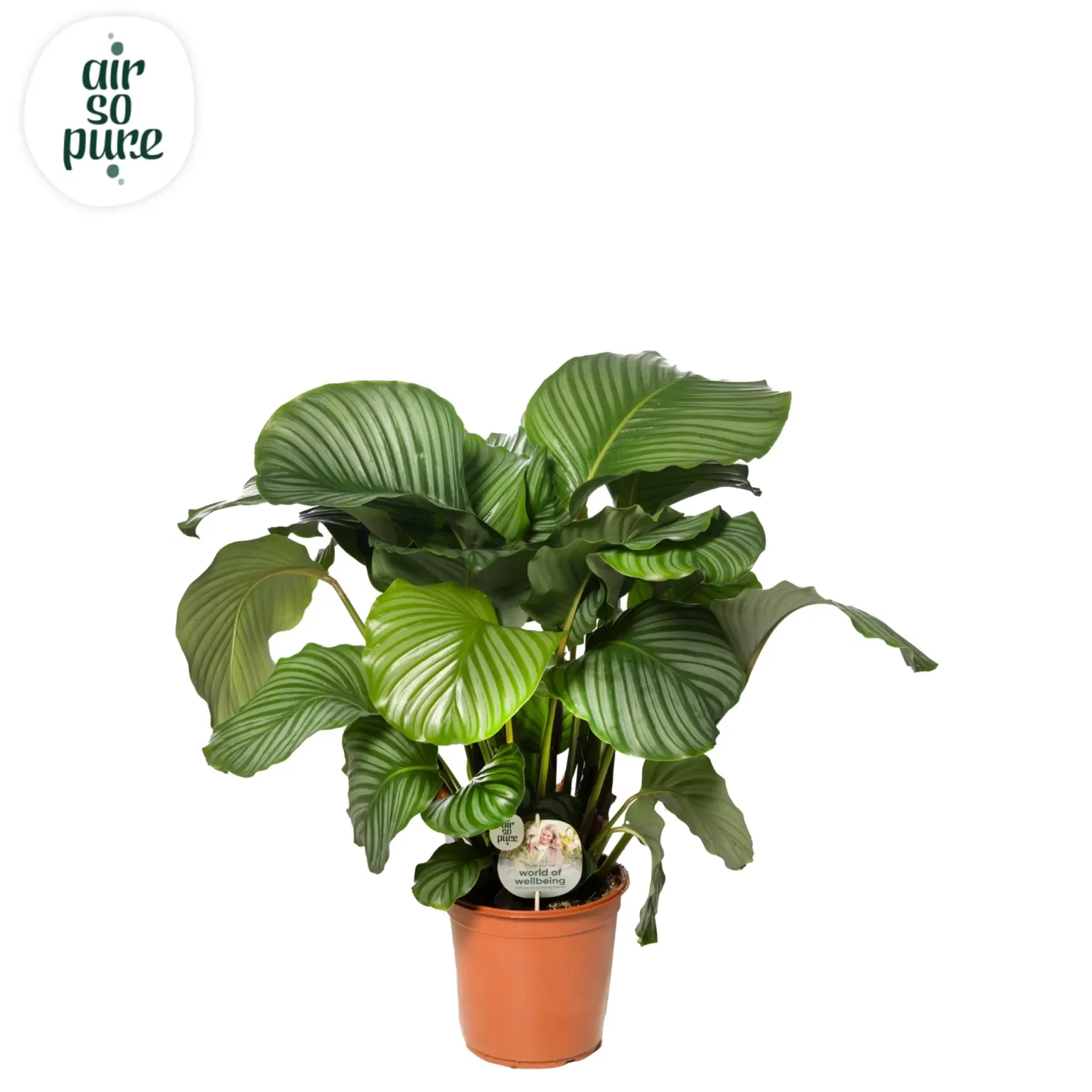 Air So Pure Calathea Orbifolia p24