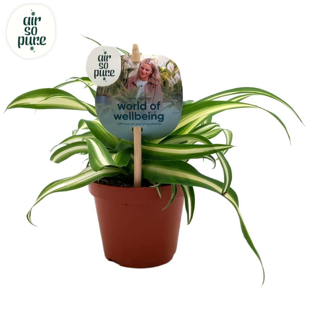 Air So Pure Chlorophytum Comosum Variegatum potmaat 8.5 cm