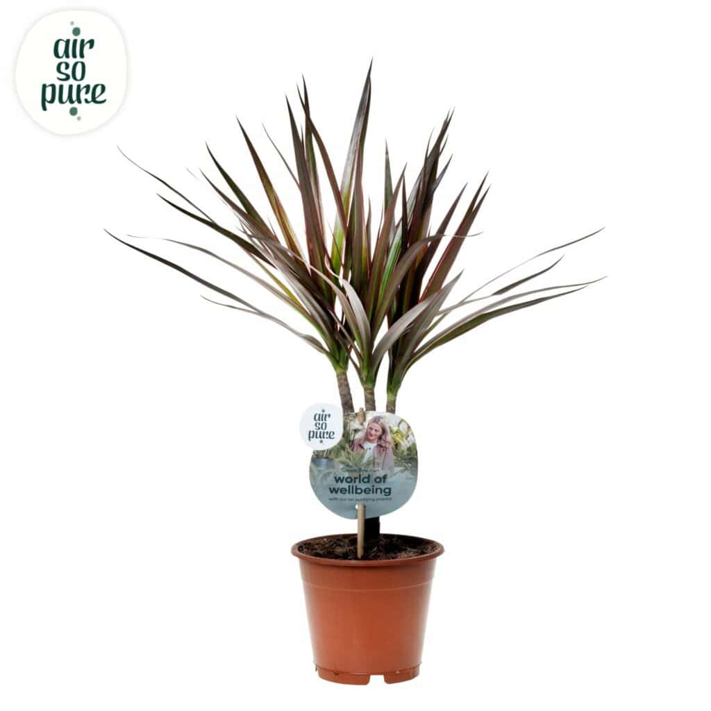 Air So Pure Dracaena Magenta potmaat 12cm