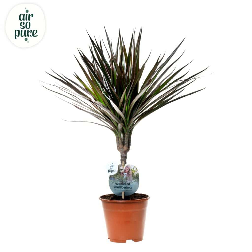 Air So Pure Dracaena Magenta potmaat 14cm