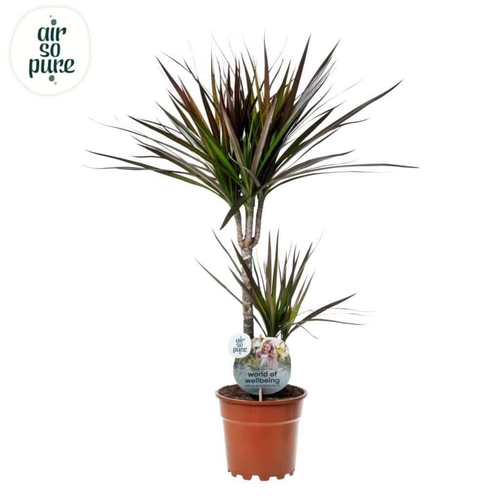 Air So Pure Dracaena Magenta potmaat 17cm hoogtes 30-10 cm