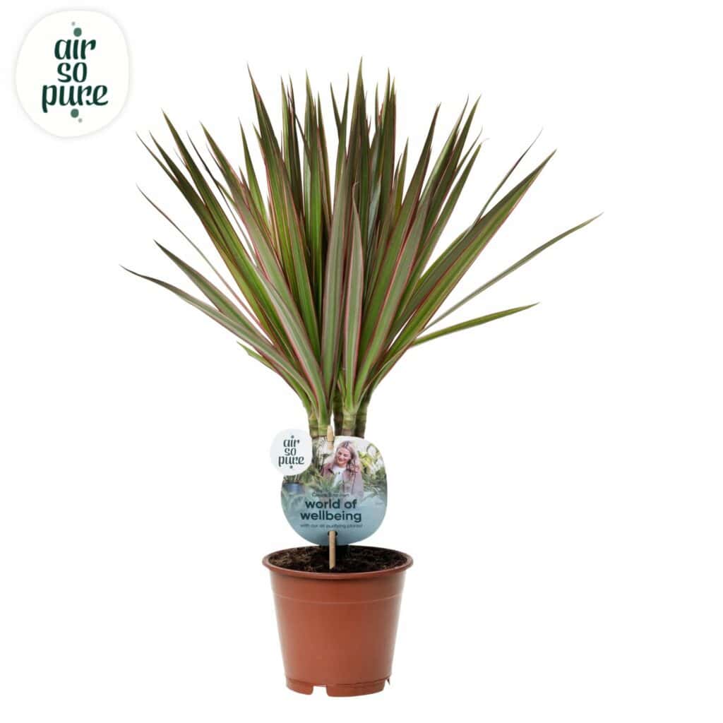 Air So Pure Dracaena bicolor potmaat 12cm
