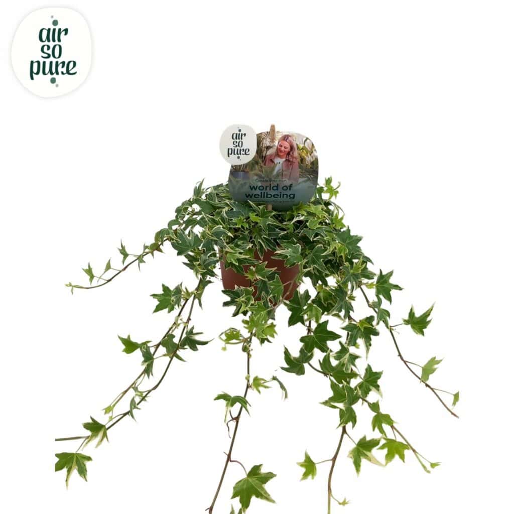 Air So Pure Hedera helix White Ripple potmaat 13cm
