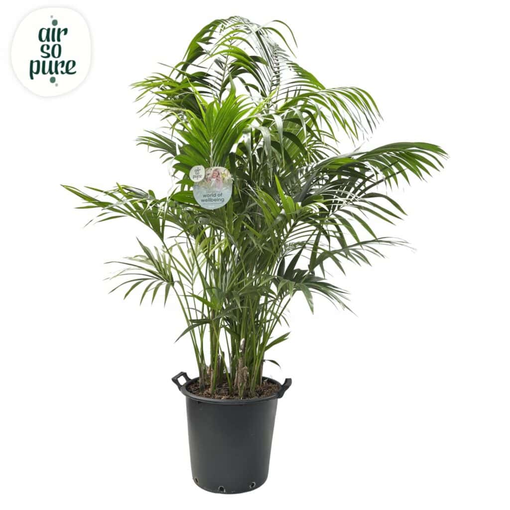 Air So Pure Kentia Howea forsteriana potmaat 44cm