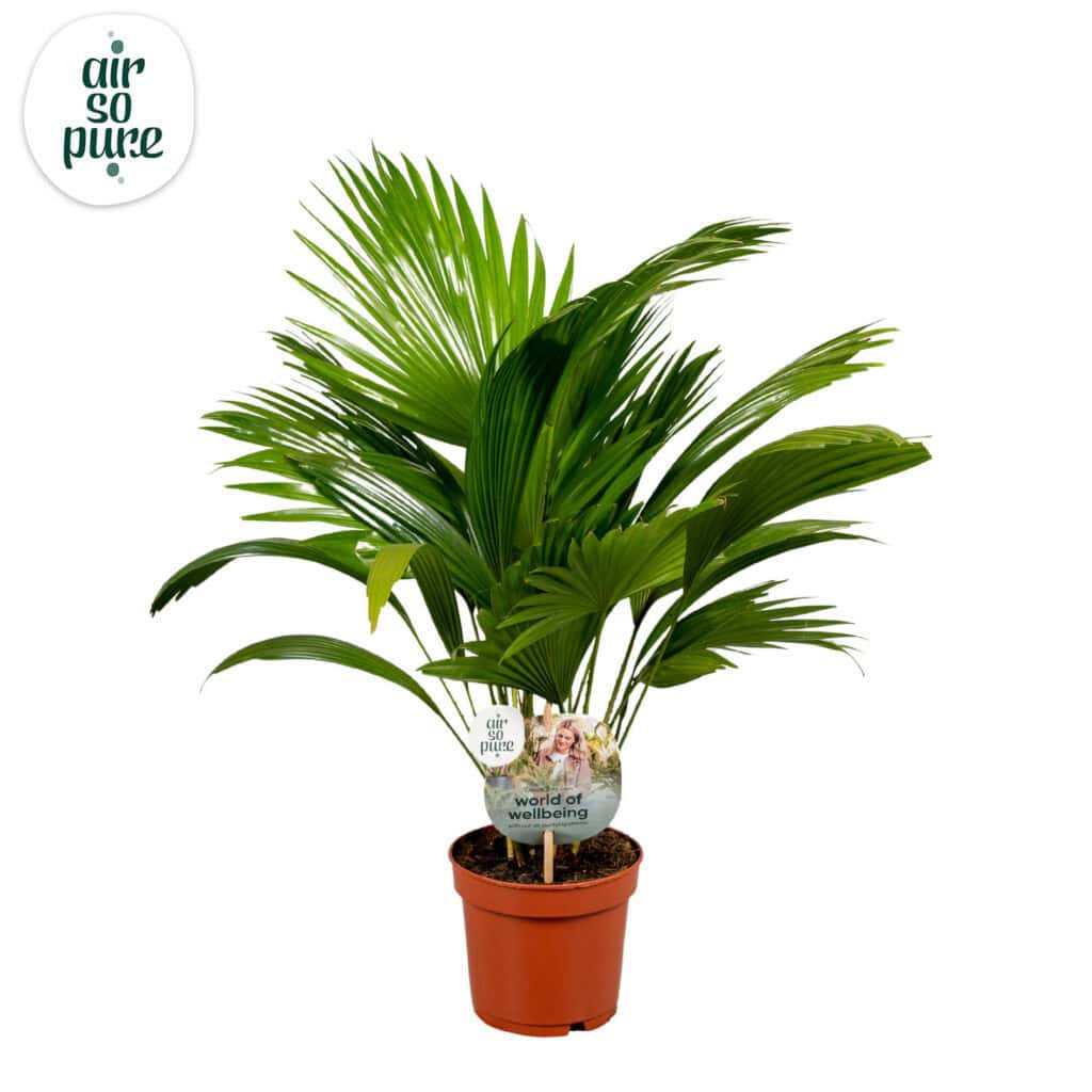 Air So Pure Livistona Rotundifolia potmaat 12cm