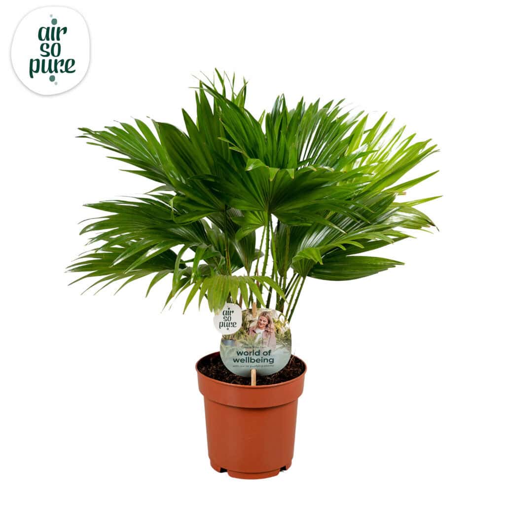Air So Pure Livistona Rotundifolia potmaat 14cm