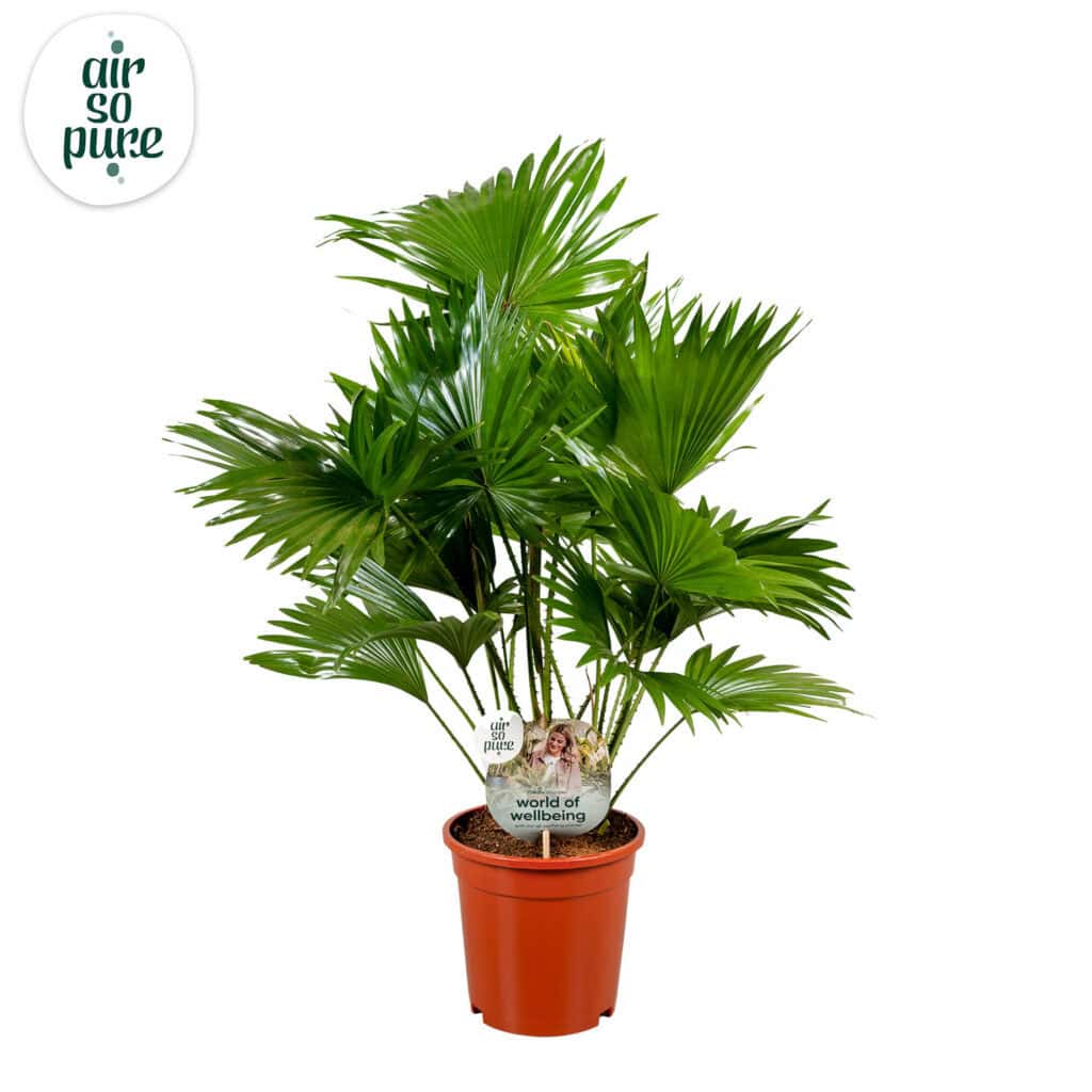 Air So Pure Livistona Rotundifolia potmaat 17cm