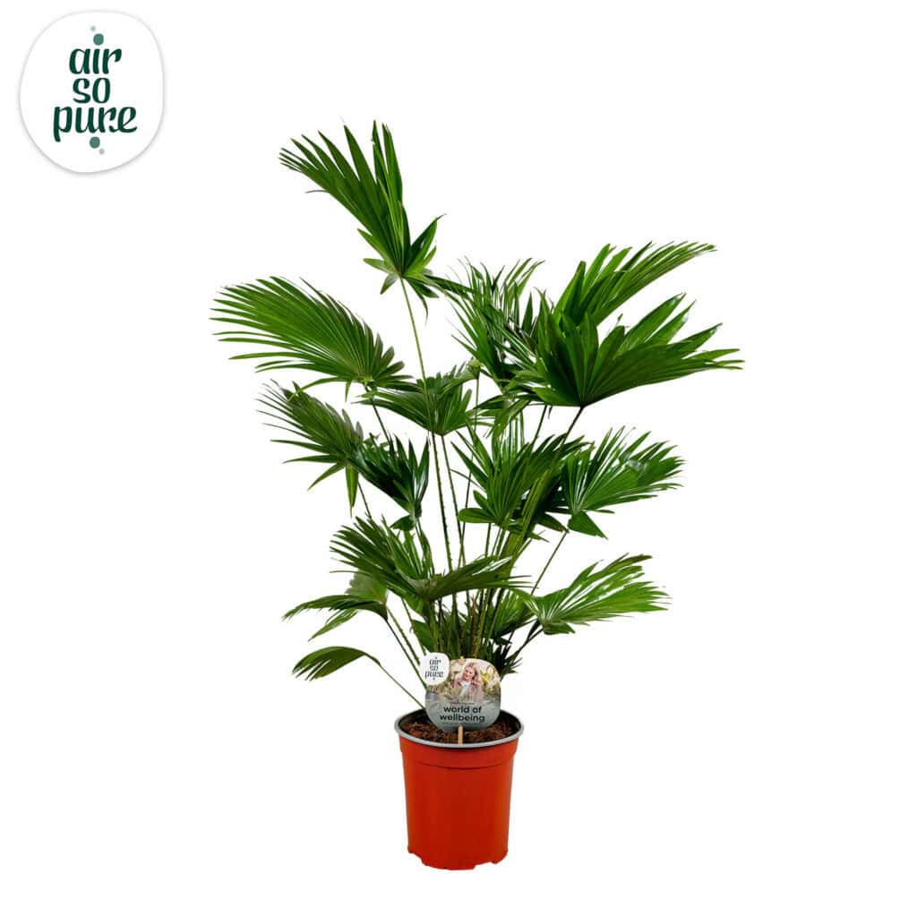 Air So Pure Livistona Rotundifolia potmaat 19cm