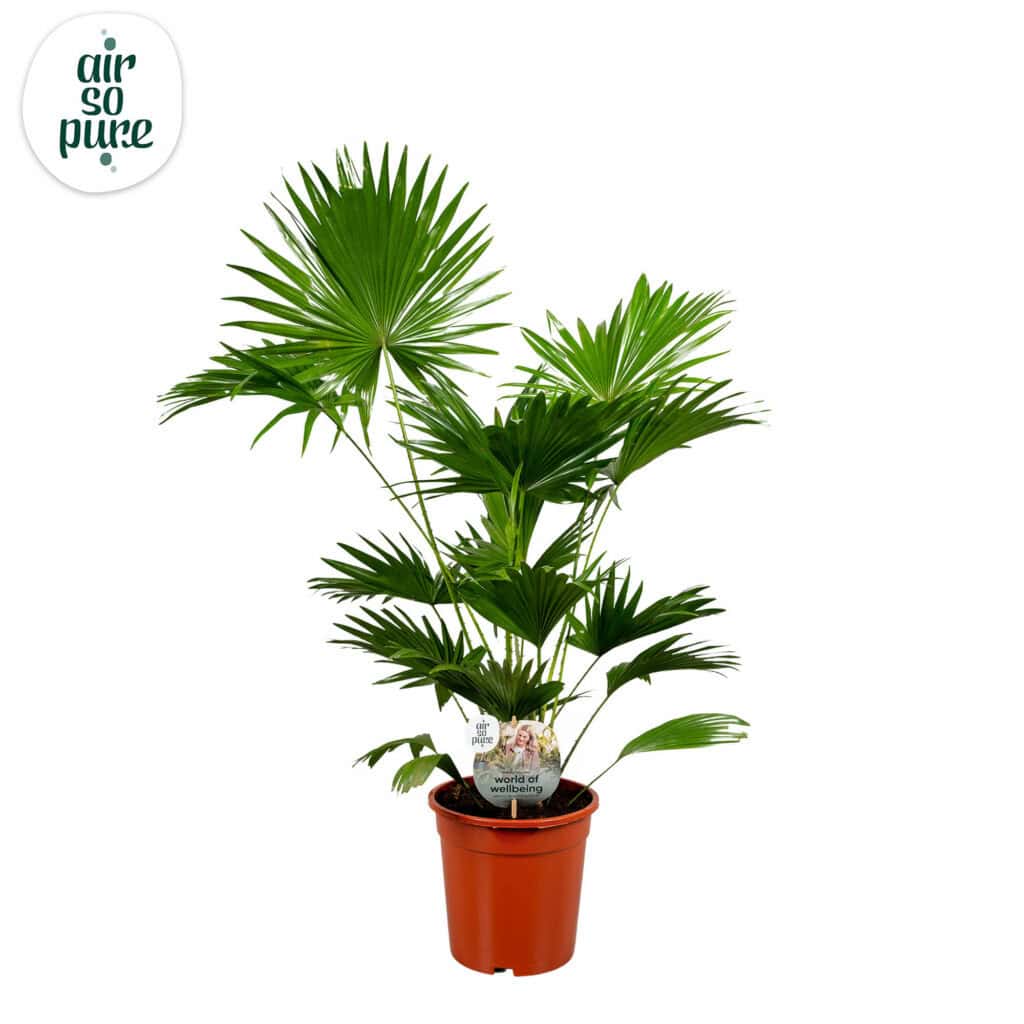 Air So Pure Livistona Rotundifolia potmaat 21cm