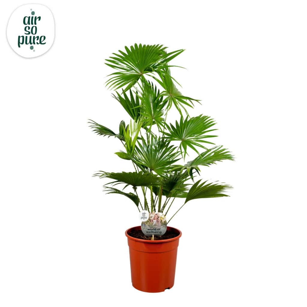 Air So Pure Livistona Rotundifolia potmaat 24cm