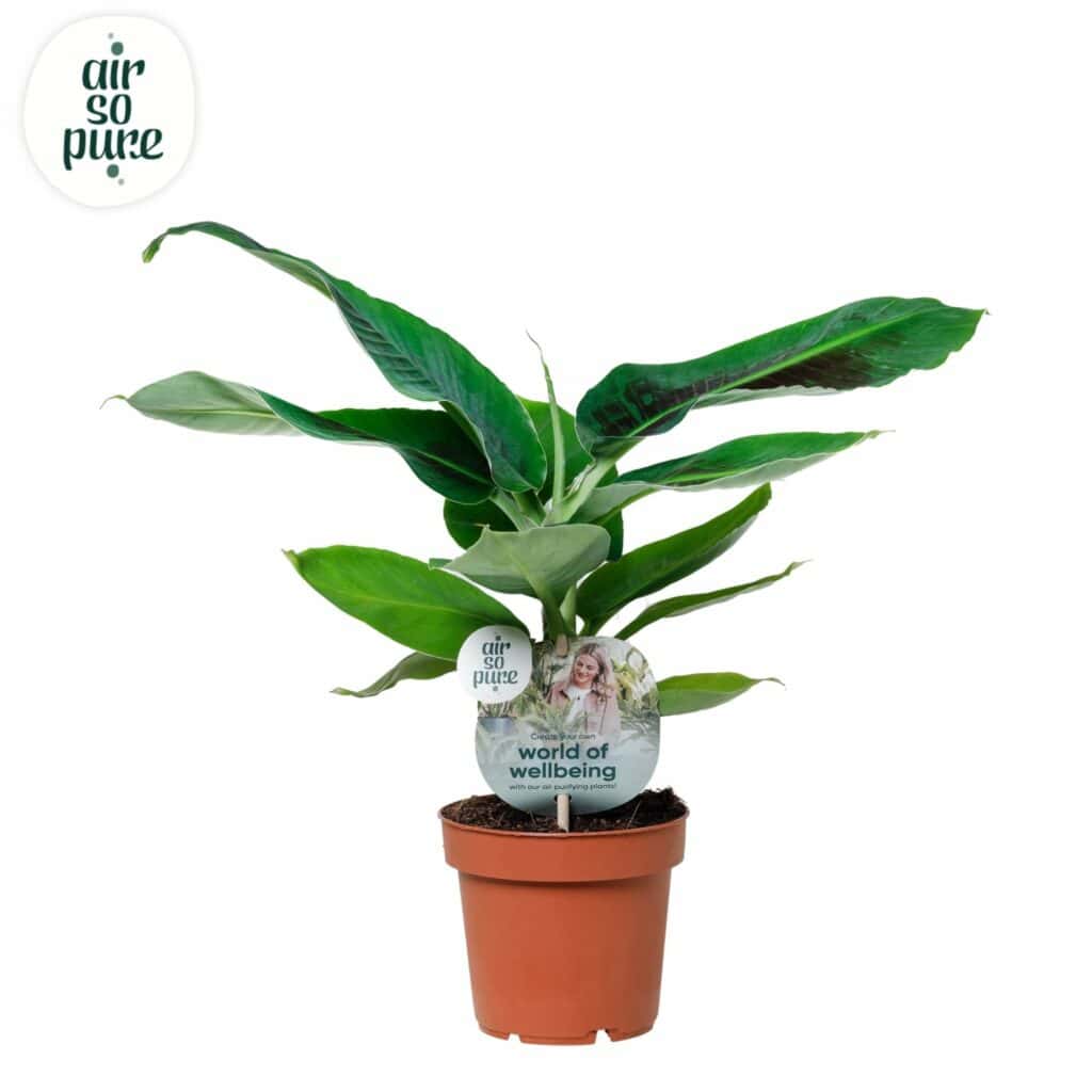 Air So Pure Musa Oriental Dwarf potmaat 12cm
