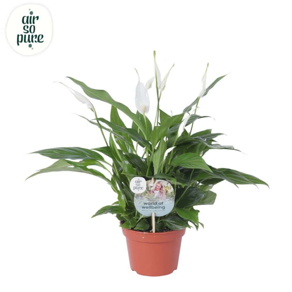 Air So Pure Spathiphyllum Pearl Cupido potmaat 15cm