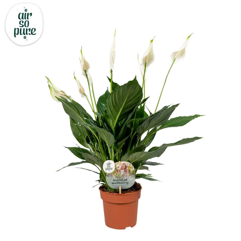 Air So Pure Spathiphyllum Pico Cupido potmaat 13cm