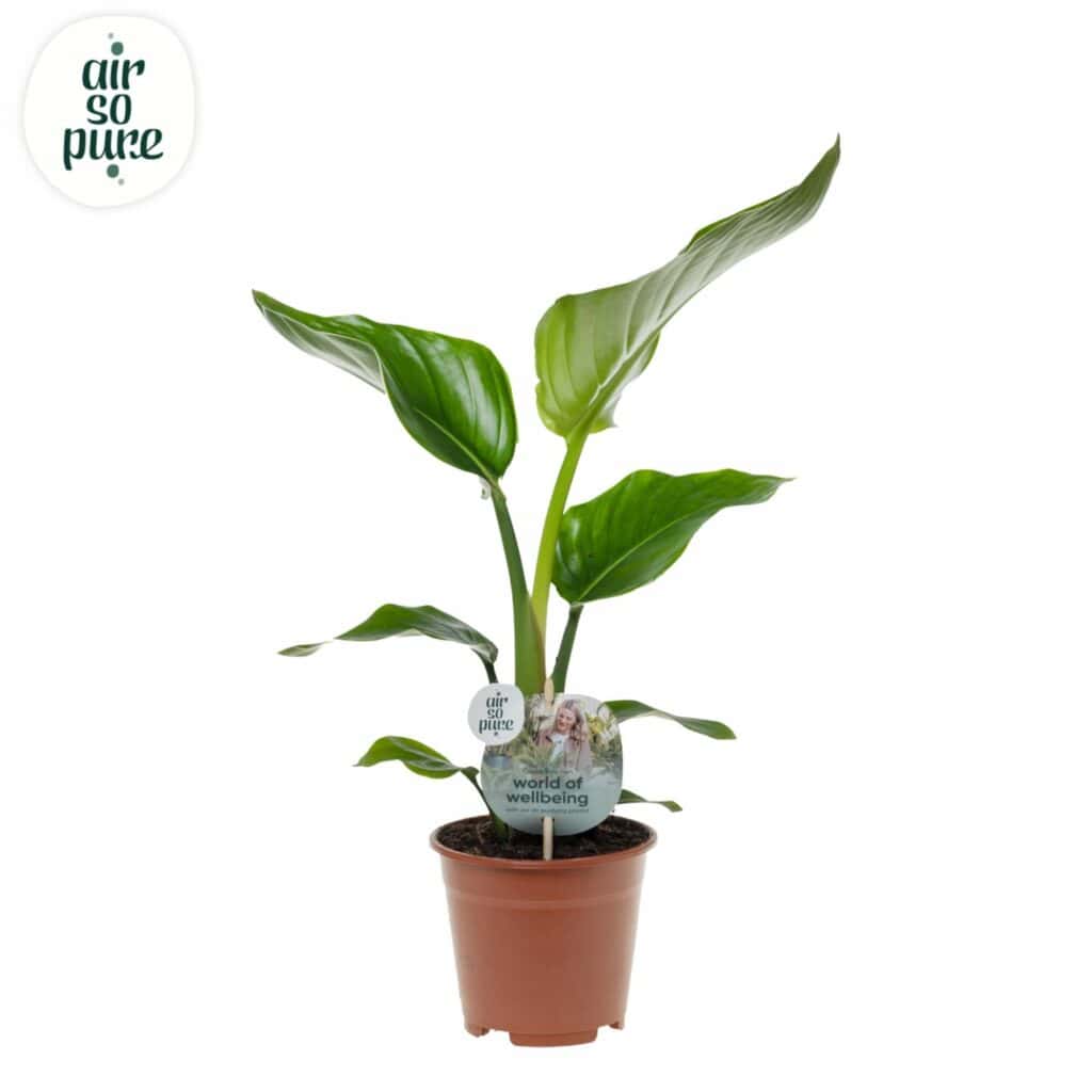Air So Pure Strelizia Nicolai potmaat 14cm
