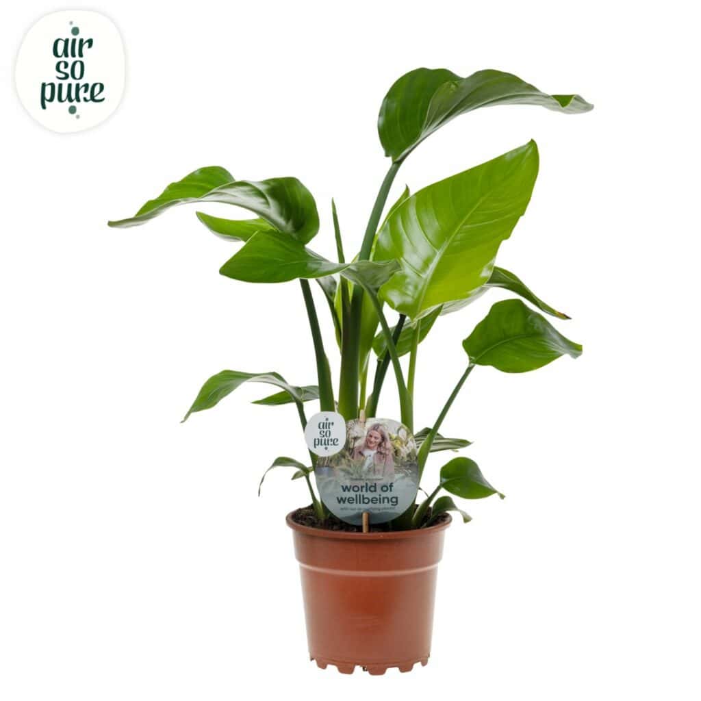 Air So Pure Strelizia Nicolai potmaat 17cm