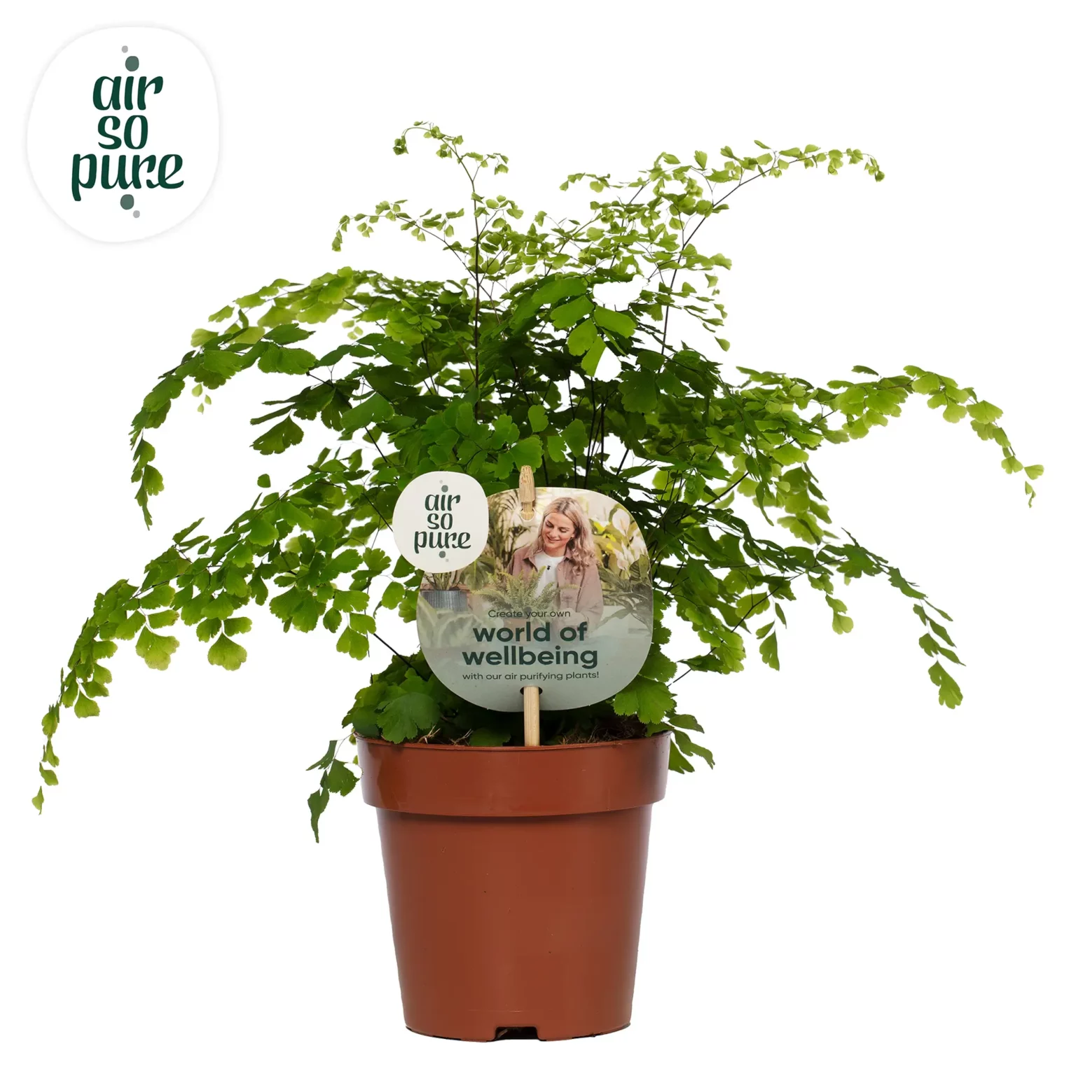 Air So Pure Adiantum Fragrans p12