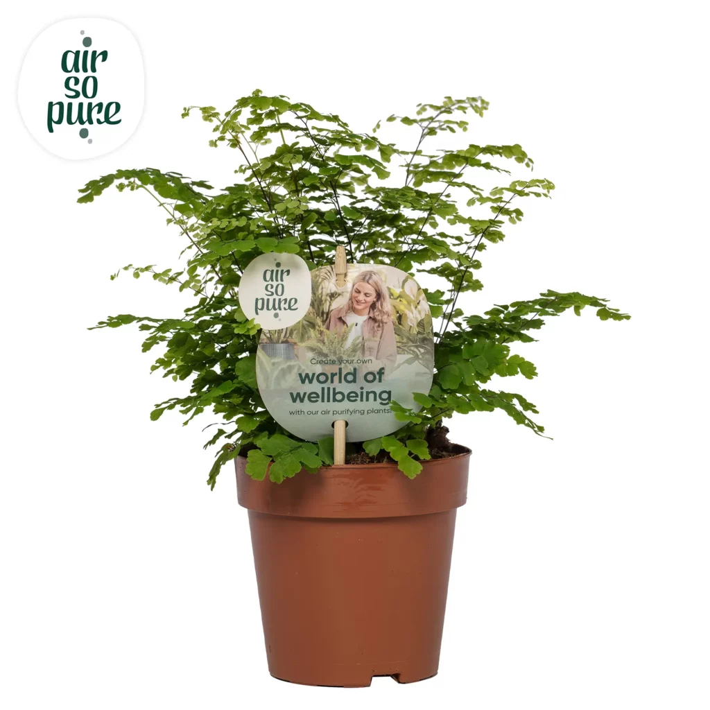 Air So Pure Adiantum Fritz Lutzi p12