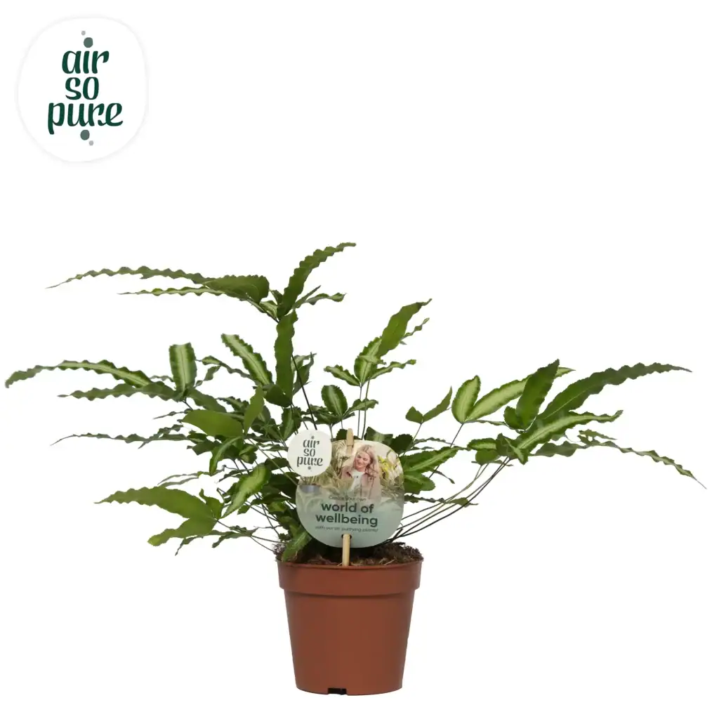Air So Pure Pteris Cretica Albolineata p12