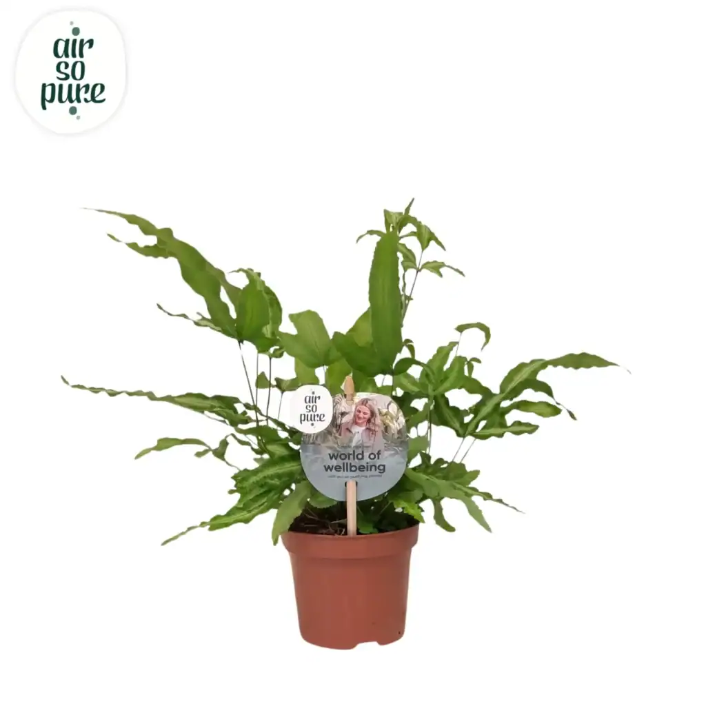 Air So Pure Pteris Cretica Albolineata p9