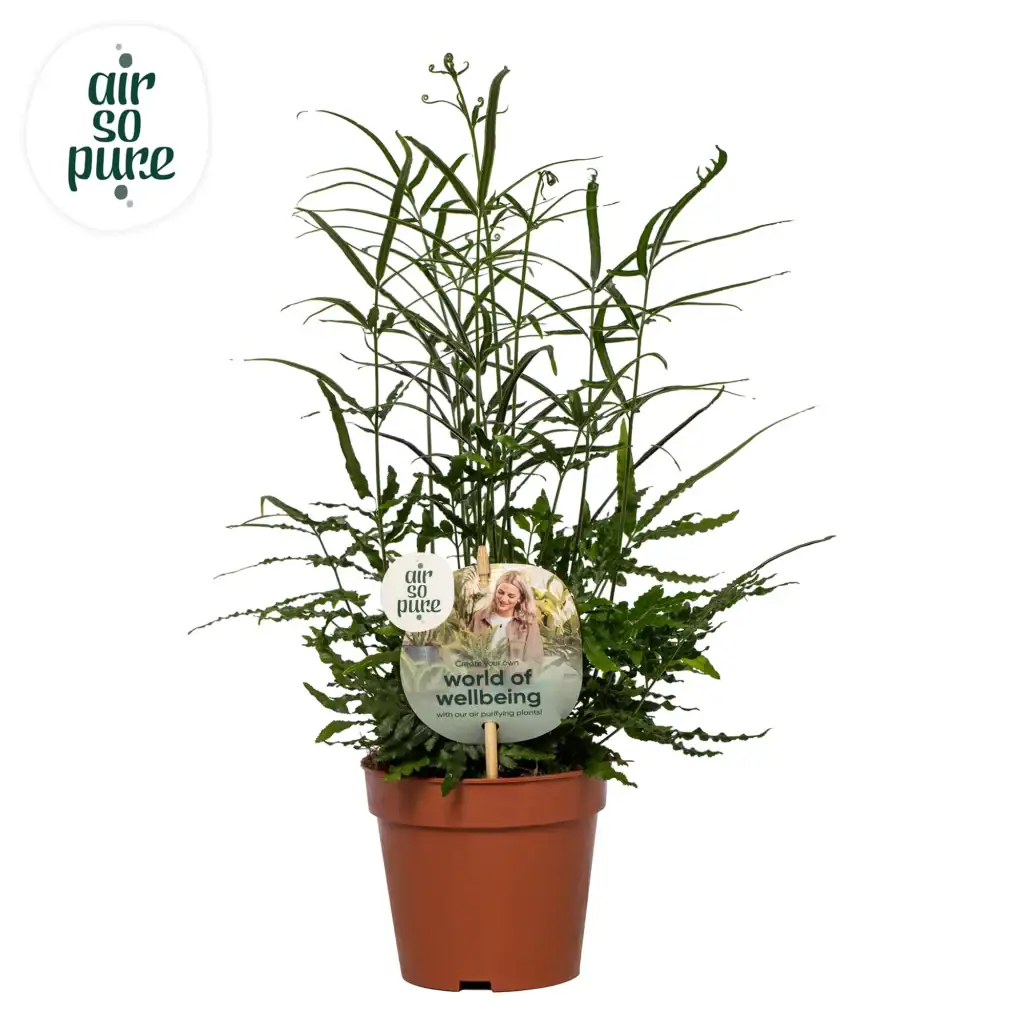Air So Pure Pteris Ensiformis p12