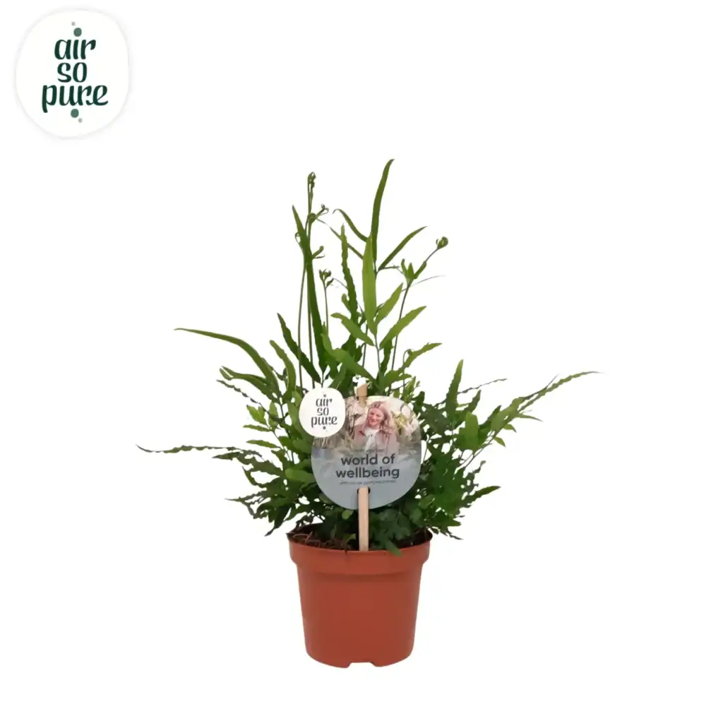 Air So Pure Pteris Ensiformis Evergreen p9