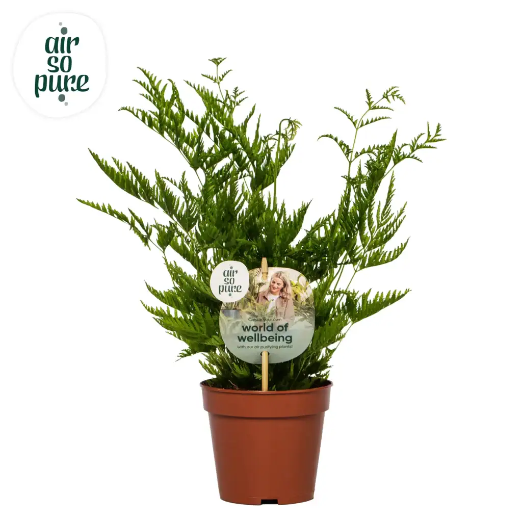 Air So Pure Pteris Straminea p12