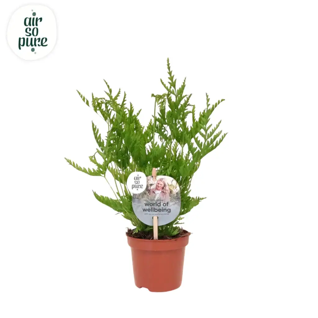 Air So Pure Pteris Straminea p9