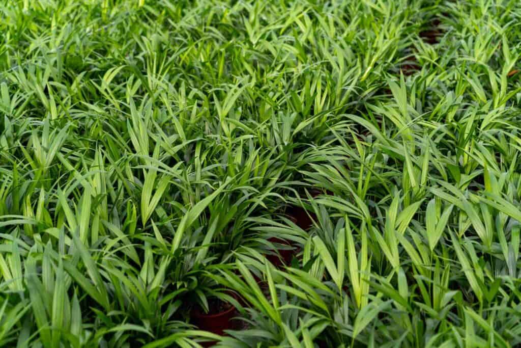 Air So Pure Areca in de kas