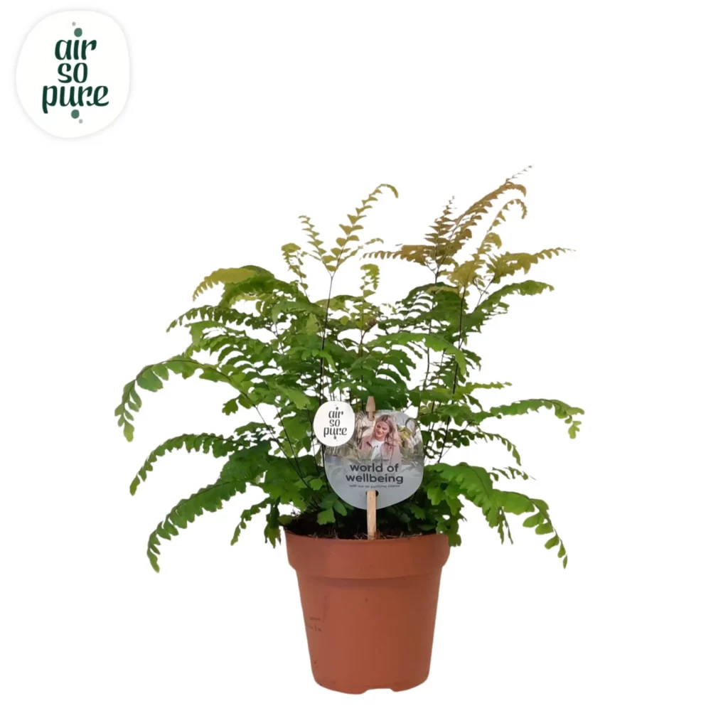 Air So Pure Adiantum Scutum Roseum p12
