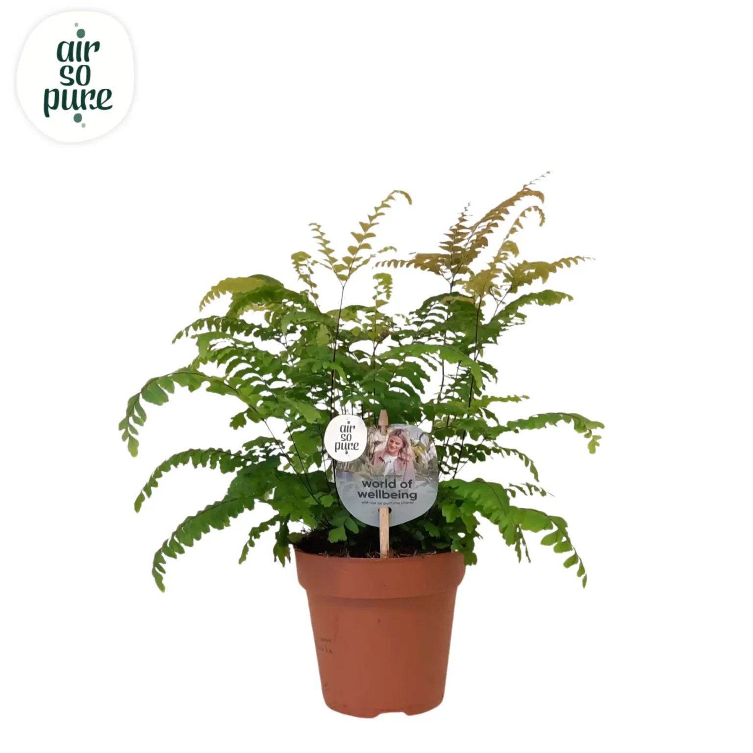 Air So Pure Adiantum Scutum Roseum p12